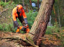 Best Tree Disease Treatment  in Blountsville, AL